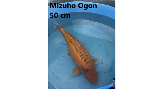 Koï Japon Mizuho Ogon 50 cm  Elevage France - Vosges 2