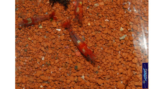 neocaridina heteropoda rilli