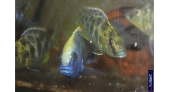 Nimbochromis venustus 1 Cichlides Africains du lac Malawi Haplochromis piscivore 35ème Méridien Vosges