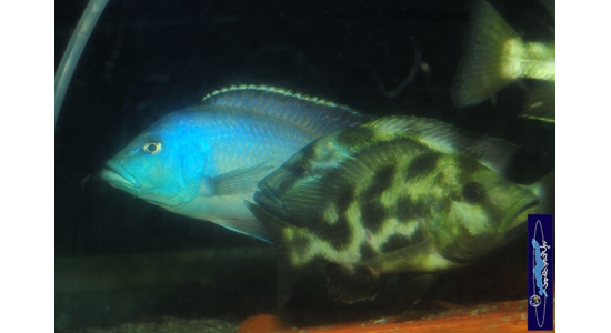 Nimbochromis livingstonii 1 Cichlides Africains du lac Malawi Haplochromis piscivore 35ème Méridien Vosges