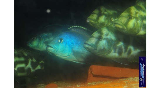 Nimbochromis livingstonii 2 Cichlides Africains du lac Malawi Haplochromis piscivore 35ème Méridien Vosges