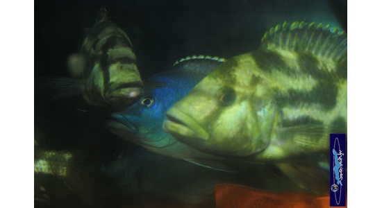 Nimbochromis livingstonii 3 Cichlides Africains du lac Malawi Haplochromis piscivore 35ème Méridien Vosges