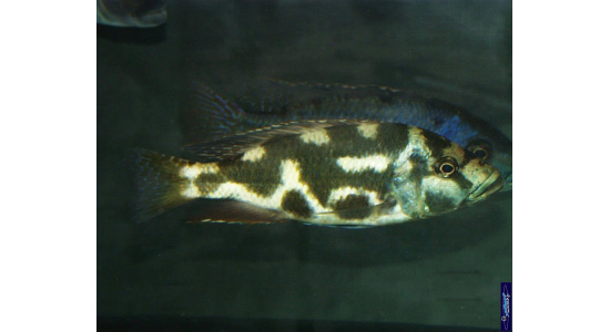 Nimbochromis livingstonii 4 Cichlides Africains du lac Malawi Haplochromis piscivore 35ème Méridien Vosges