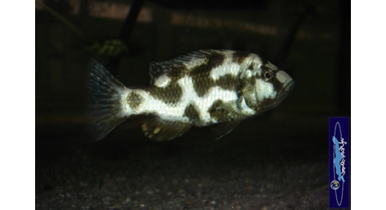 Nimbochromis livingstonii 5 Cichlides Africains du lac Malawi Haplochromis piscivore 35ème Méridien Vosges