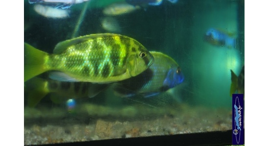 Nimbochromis venustus 2 Cichlides Africains du lac Malawi Haplochromis piscivore 35ème Méridien Vosges