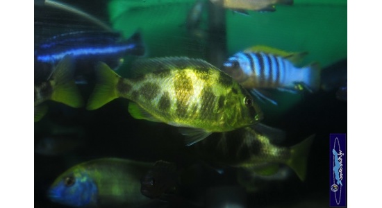 Nimbochromis venustus 3 Cichlides Africains du lac Malawi Haplochromis piscivore 35ème Méridien Vosges