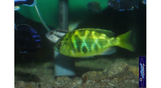 Nimbochromis venustus 4 Cichlides Africains du lac Malawi Haplochromis piscivore 35ème Méridien Vosges