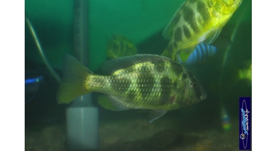 Nimbochromis venustus 5 Cichlides Africains du lac Malawi Haplochromis piscivore 35ème Méridien Vosges