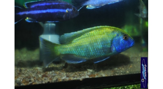 Nimbochromis venustus 6 Cichlides Africains du lac Malawi Haplochromis piscivore 35ème Méridien Vosges