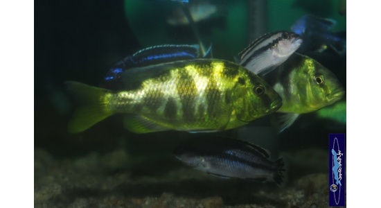 Nimbochromis venustus 7 Cichlides Africains du lac Malawi Haplochromis piscivore 35ème Méridien Vosges
