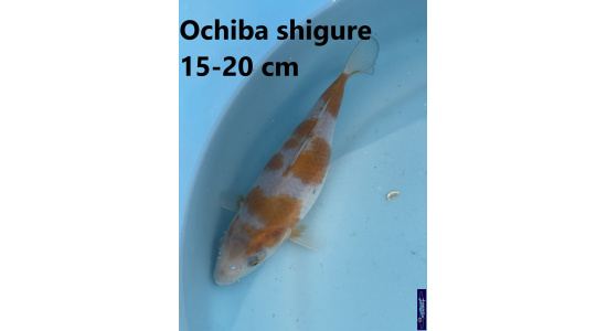 Koï Japon Ochiba Shigure 15-20 cm Tosaî Elevage France - Vosges