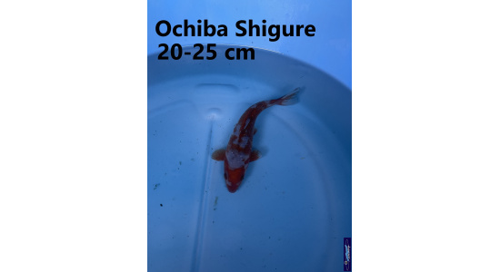 Koï Japon Ochiba Shigure 20-25 cm Elevage France - Vosges