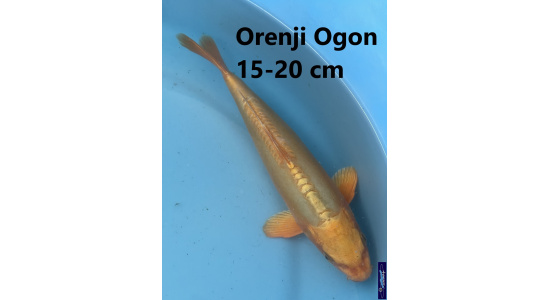 Koï Japon Orenji Ogon 15-20 cm Tosaî Elevage France - Vosges