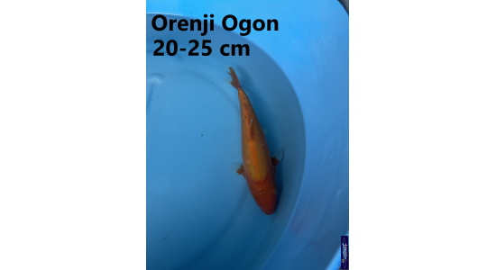 Koï Japon Orenji Ogon 20-25 cm Elevage France - Vosges