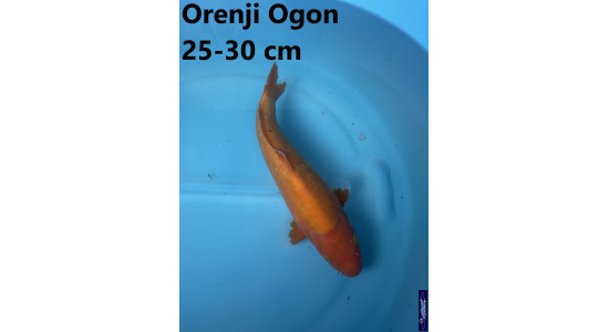 Koï Japon Orenji Ogon 25-30 cm Elevage France - Vosges 