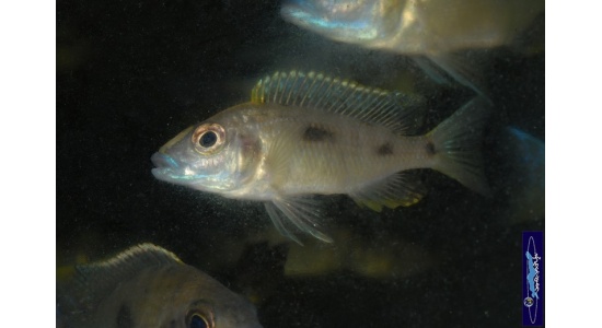 otopharynxlithobateszilbawerockfemelle