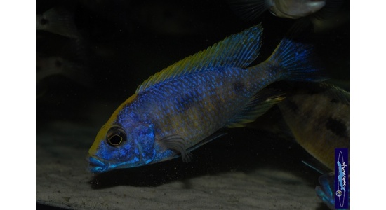 otopharynxlithobateszimbawerockmale 1312349798