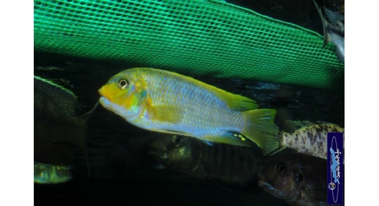 Petrotilapia sp.retrognathous Chizumulu 2 Cichlides Africains du lac Malawi Mbuna herbivore 35ème Méridien Vosges