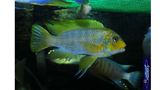 Petrotilapia sp.retrognathous Chizumulu 1 Cichlides Africains du lac Malawi Mbuna herbivore 35ème Méridien Vosges