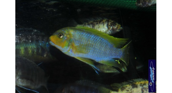 Petrotilapia sp.retrognathous Chizumulu 3 Cichlides Africains du lac Malawi Mbuna herbivore 35ème Méridien Vosges