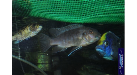 Petrotilapia sp.retrognathous Chizumulu 4 Cichlides Africains du lac Malawi Mbuna herbivore 35ème Méridien Vosges