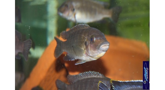 Petrotilapia sp.retrognathous Chizumulu 5 Cichlides Africains du lac Malawi Mbuna herbivore 35ème Méridien Vosges