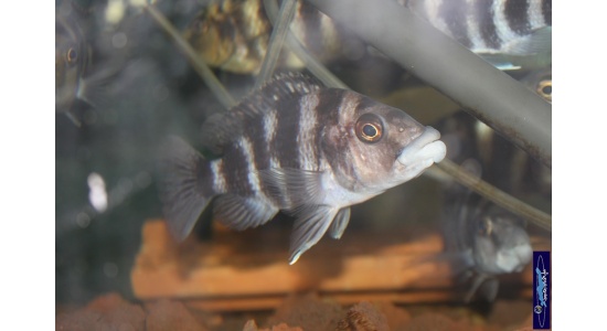 Placidochromis milomo 2 Cichildes Africains du lac Malawi Piscivore insectivore 35ème Méridien 