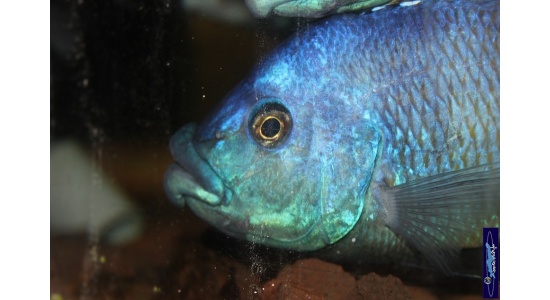 Placidochromis milomo 1 Cichlides Africains du lac Malawi Piscivore insectivore 35ème Méridien 