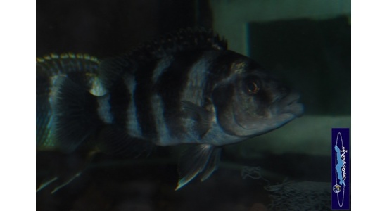 Placidochromis milomo 3 Cichildes Africains du lac Malawi Piscivore insectivore 35ème Méridien 