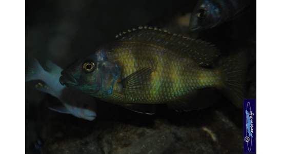Placidochromis milomo 4 Cichildes Africains du lac Malawi Piscivore insectivore 35ème Méridien 