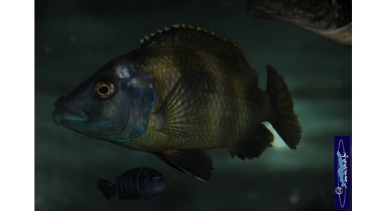 Placidochromis milomo 5 Cichildes Africains du lac Malawi Piscivore insectivore 35ème Méridien 