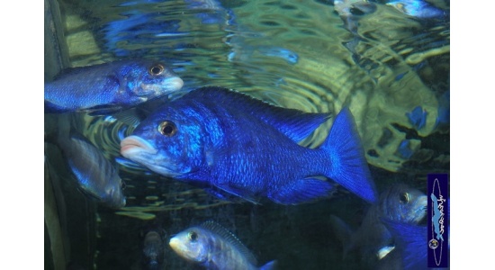 placidophenomdoka1 2084220561