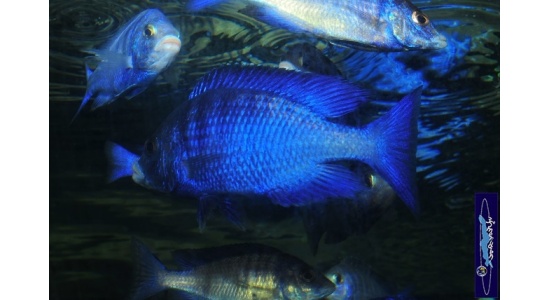 placidophenomdoka2 989996696