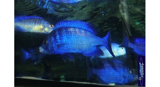 placidophenomdoka3 401589156