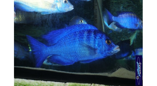 placidophenomdoka 117609062