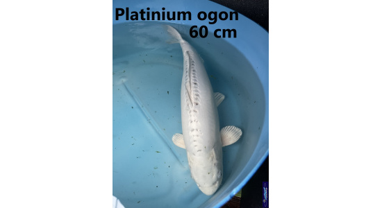 Koï Japon Platinium ogon 60 cm  Elevage France - Vosges