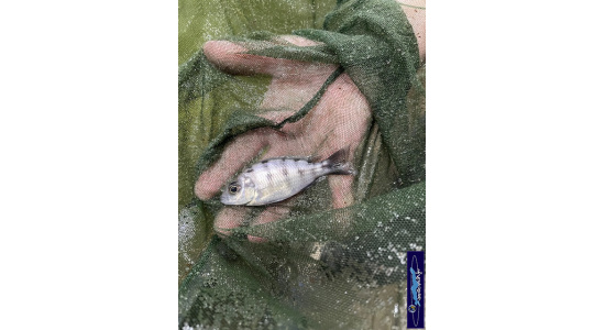 Protomelas sp.steveni taiwan Taiwan reef 2 Cichlides Africains du lac Malawi Haplochromis insectivore 35ème Méridien Vosges