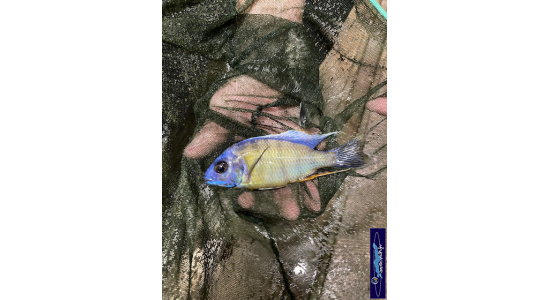 Protomelas sp.steveni taiwan Taiwan reef 1 Cichlides Africains du lac Malawi Haplochromis insectivore 35ème Méridien Vosges