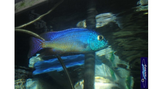 Protomelas taeniolatus Namalenge island 2 Cichlides Africains du lac Malawi insectivore 35ème Méridien