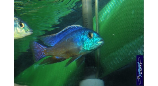 Protomelas taeniolatus Namalenge island 3 Cichlides Africains du lac Malawi insectivore 35ème Méridien