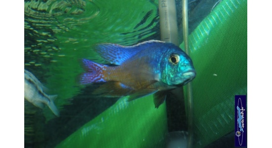 Protomelas taeniolatus Namalenge island 4 Cichlides Africains du lac Malawi insectivore 35ème Méridien