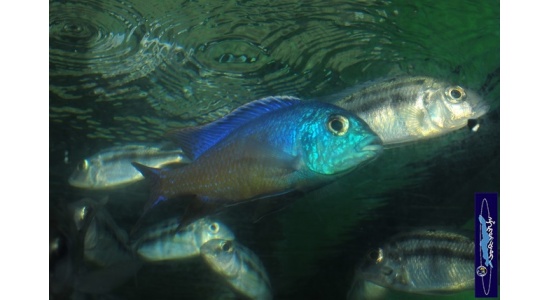 Protomelas taeniolatus Namalenge island 5 Cichlides Africains du lac Malawi insectivore 35ème Méridien