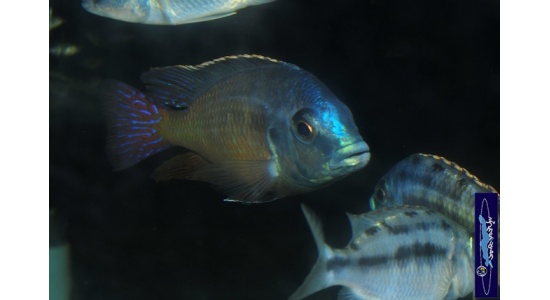 Protomelas taeniolatus Namalenge island 6 Cichlides Africains du lac Malawi insectivore 35ème Méridien