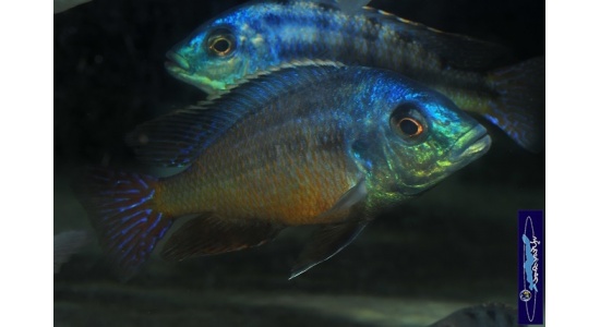 Protomelas taeniolatus Namalenge island 1 Cichlides Africains du lac Malawi insectivore 35ème Méridien