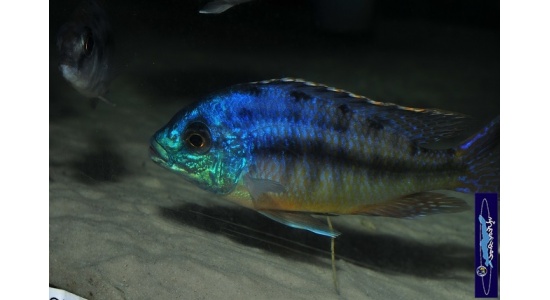 Protomelas taeniolatus Namalenge island 7 Cichlides Africains du lac Malawi insectivore 35ème Méridien