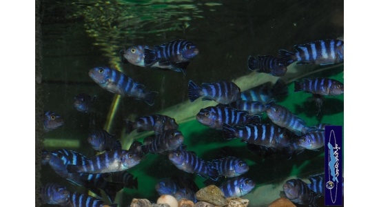 Pseudotropheus demasoni Pombo rock 11 Cichlides Africains du lac Malawi Mbuna herbivore 35ème Méridien Vosges