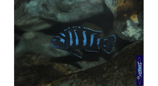 Pseudotropheus demasoni Pombo rock 3 Cichlides Africains du lac Malawi Mbuna herbivore 35ème Méridien Vosges
