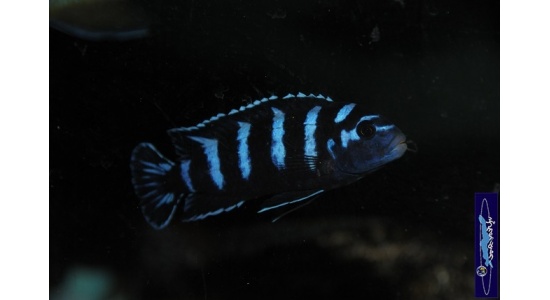 Pseudotropheus demasoni Pombo rock 4 Cichlides Africains du lac Malawi Mbuna herbivore 35ème Méridien Vosges