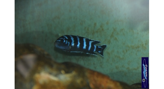 Pseudotropheus demasoni Pombo rock 5 Cichlides Africains du lac Malawi Mbuna herbivore 35ème Méridien Vosges