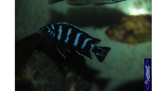 Pseudotropheus demasoni Pombo rock 6 Cichlides Africains du lac Malawi Mbuna herbivore 35ème Méridien Vosges